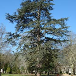 Cedro del Lbano